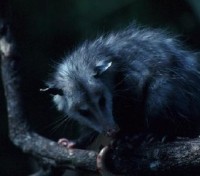 Nocturnal Opossum